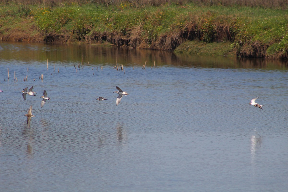 Lesser Yellowlegs - ML627293174