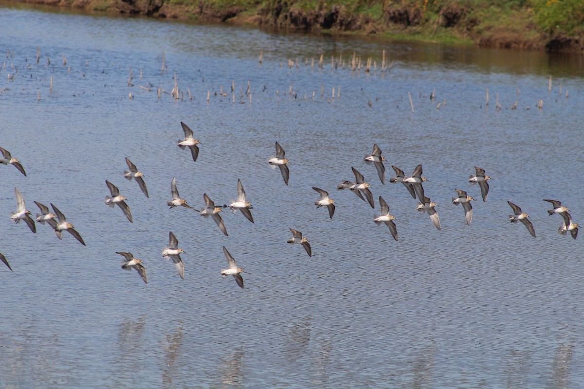 peep sp. - ML627293196