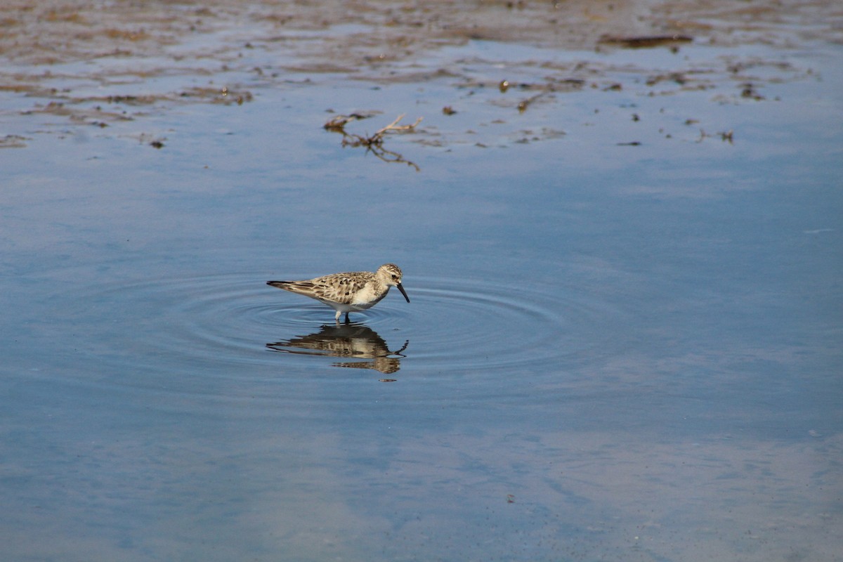 Baird's Sandpiper - ML627293200