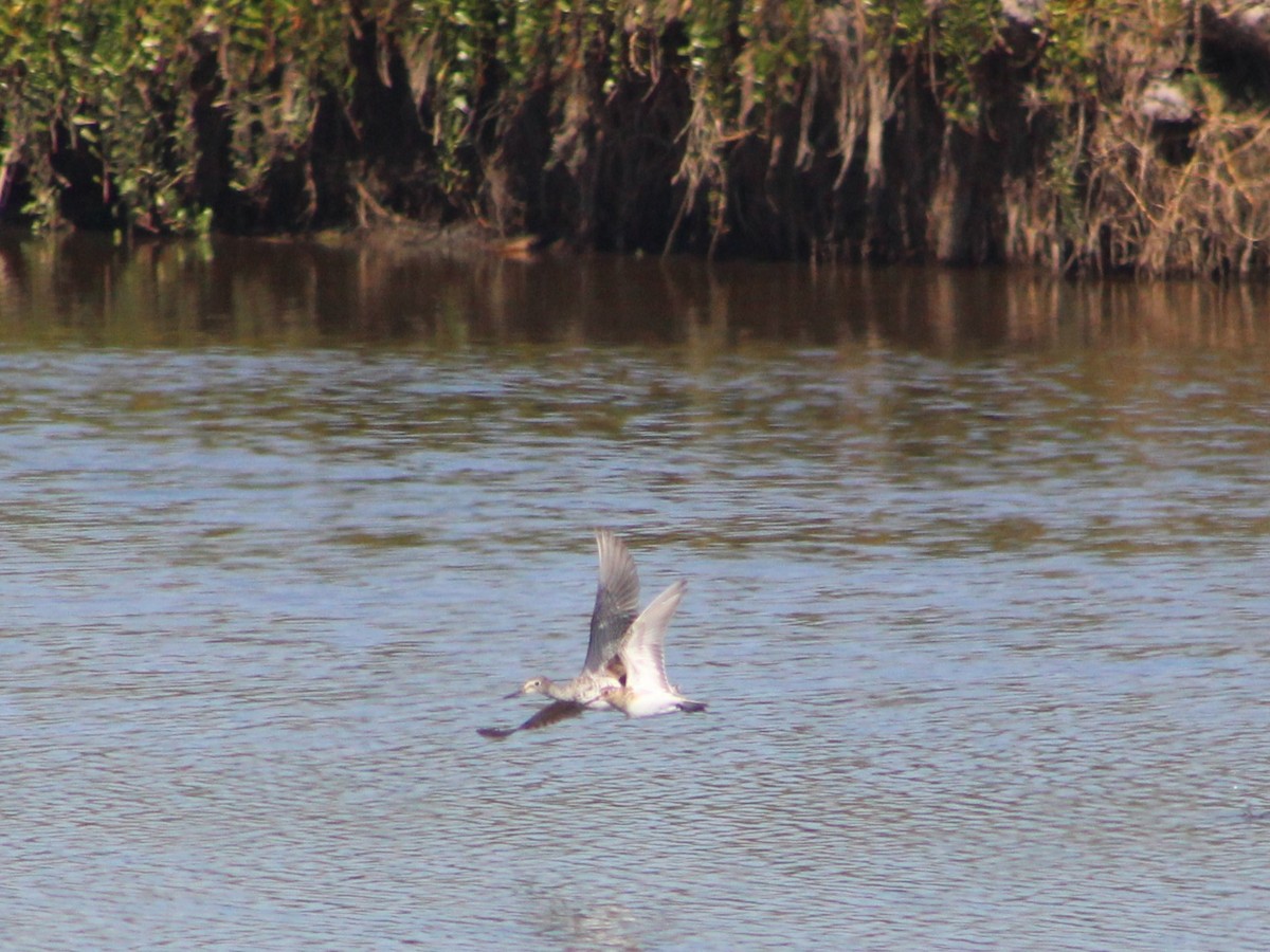 Lesser Yellowlegs - ML627293262