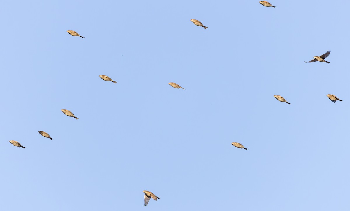 Spanish Sparrow - ML627293330