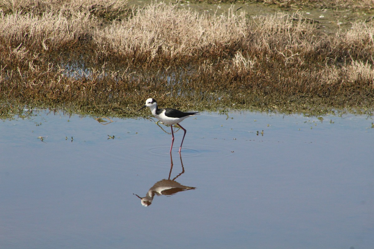Black-necked Stilt - ML627293352