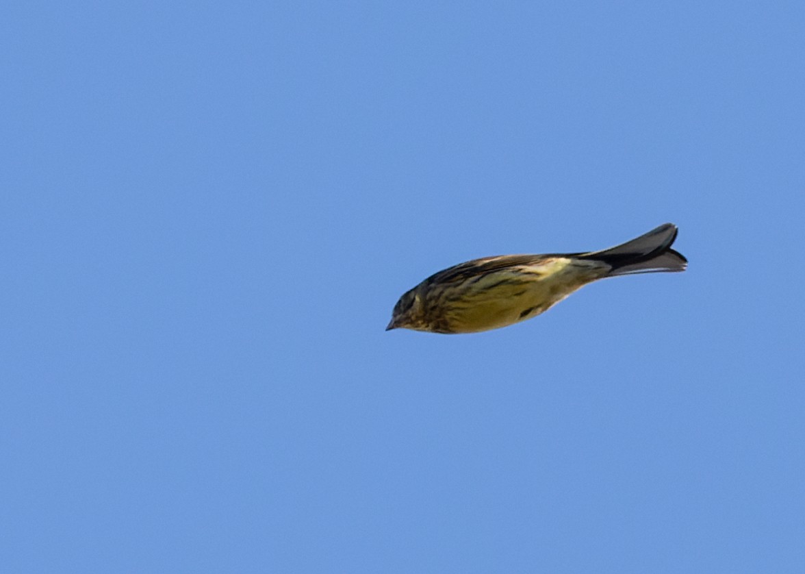 Yellowhammer - ML627293411