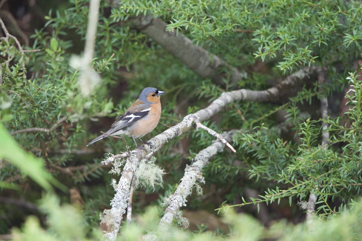 Common Chaffinch - ML627293431