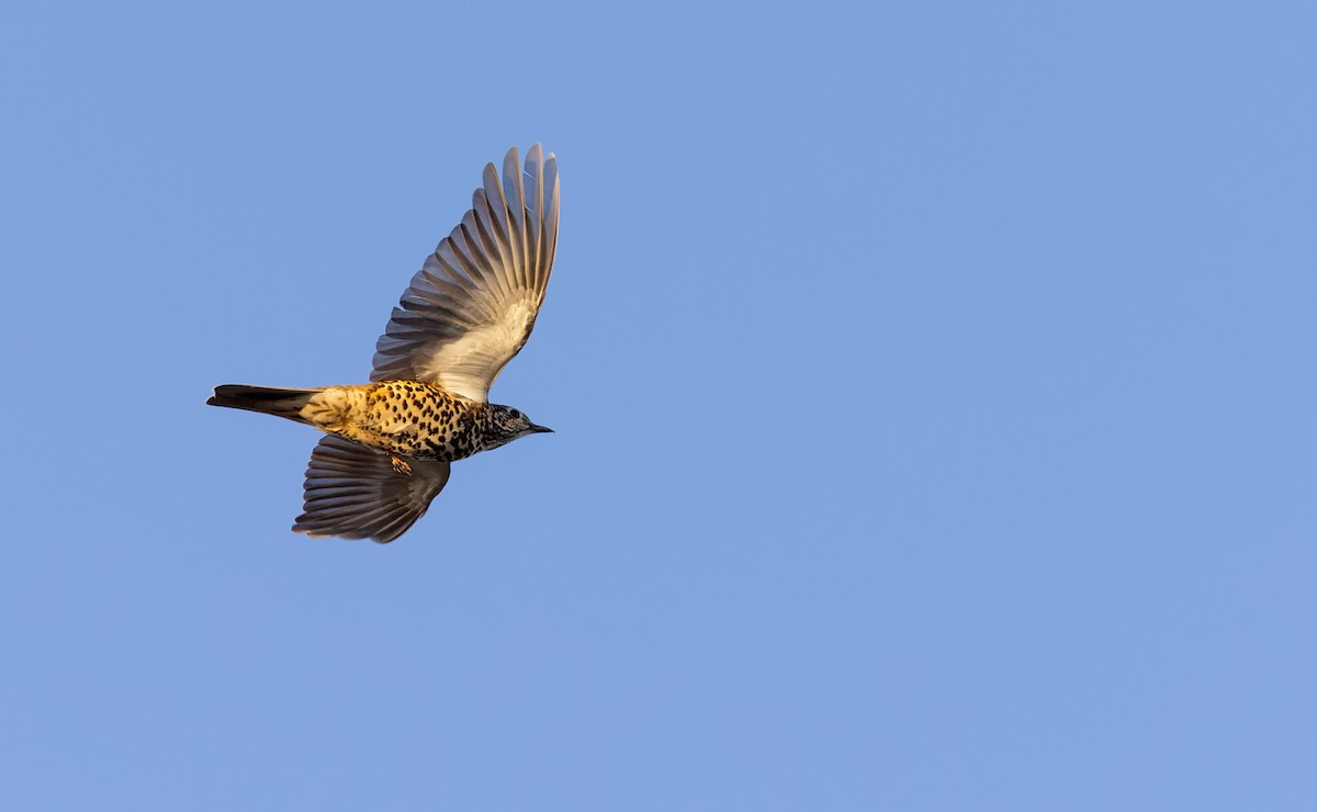 Mistle Thrush - ML627293432