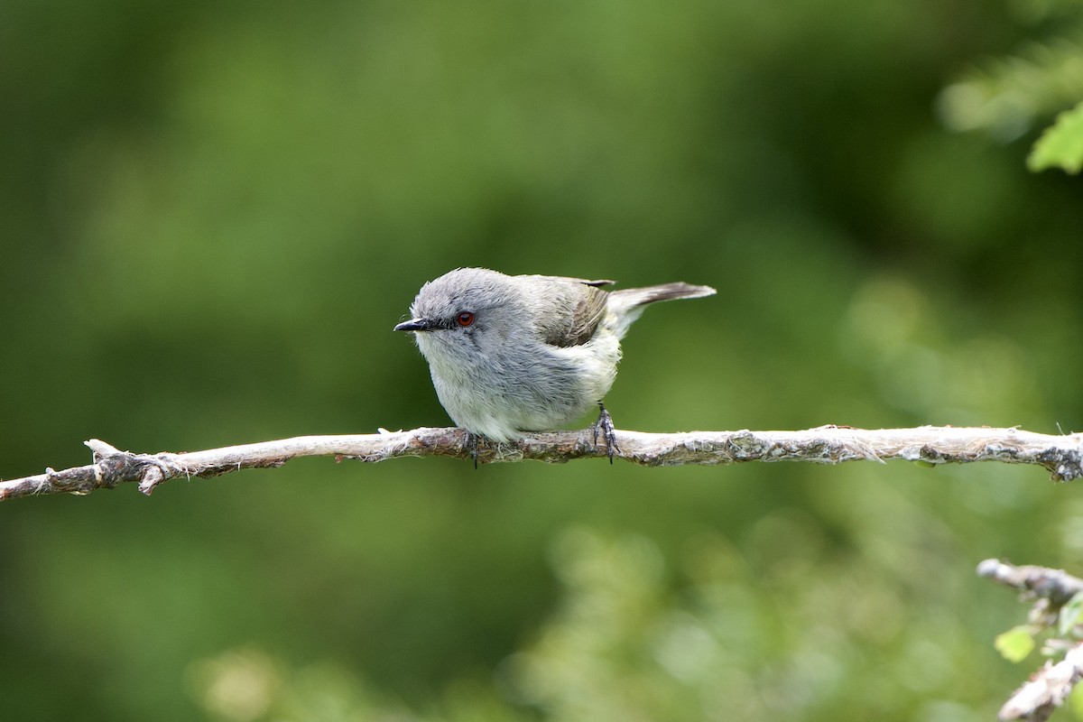 Gray Gerygone - ML627293433