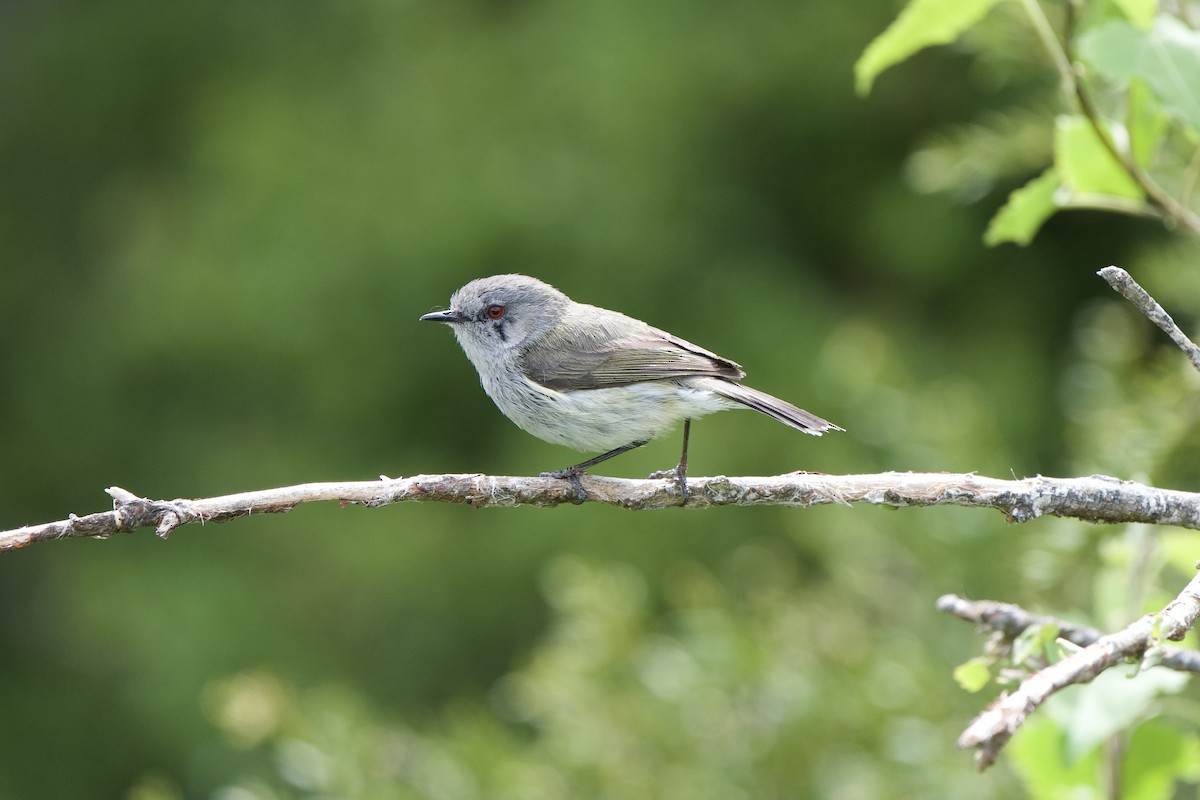 Gray Gerygone - ML627293434