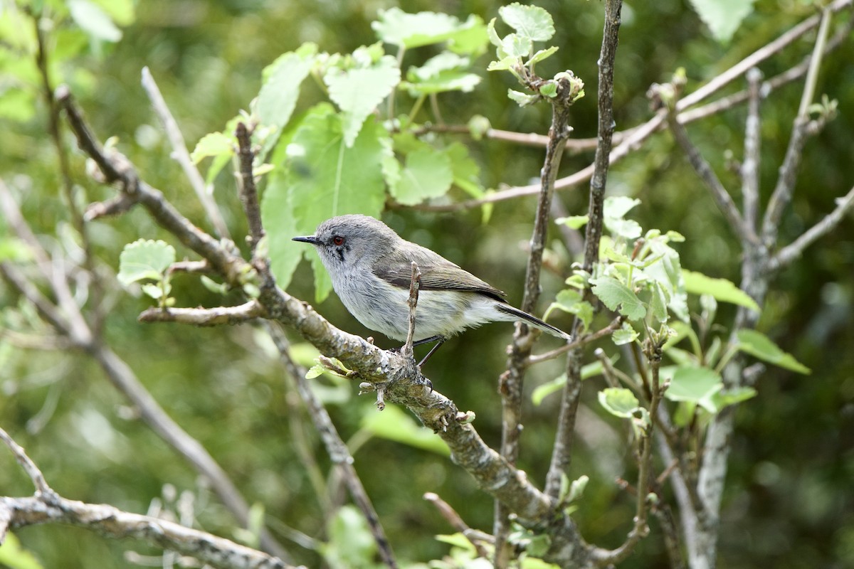 Gray Gerygone - ML627293436