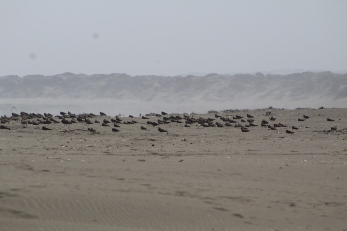 Hudsonian Whimbrel - ML627293545