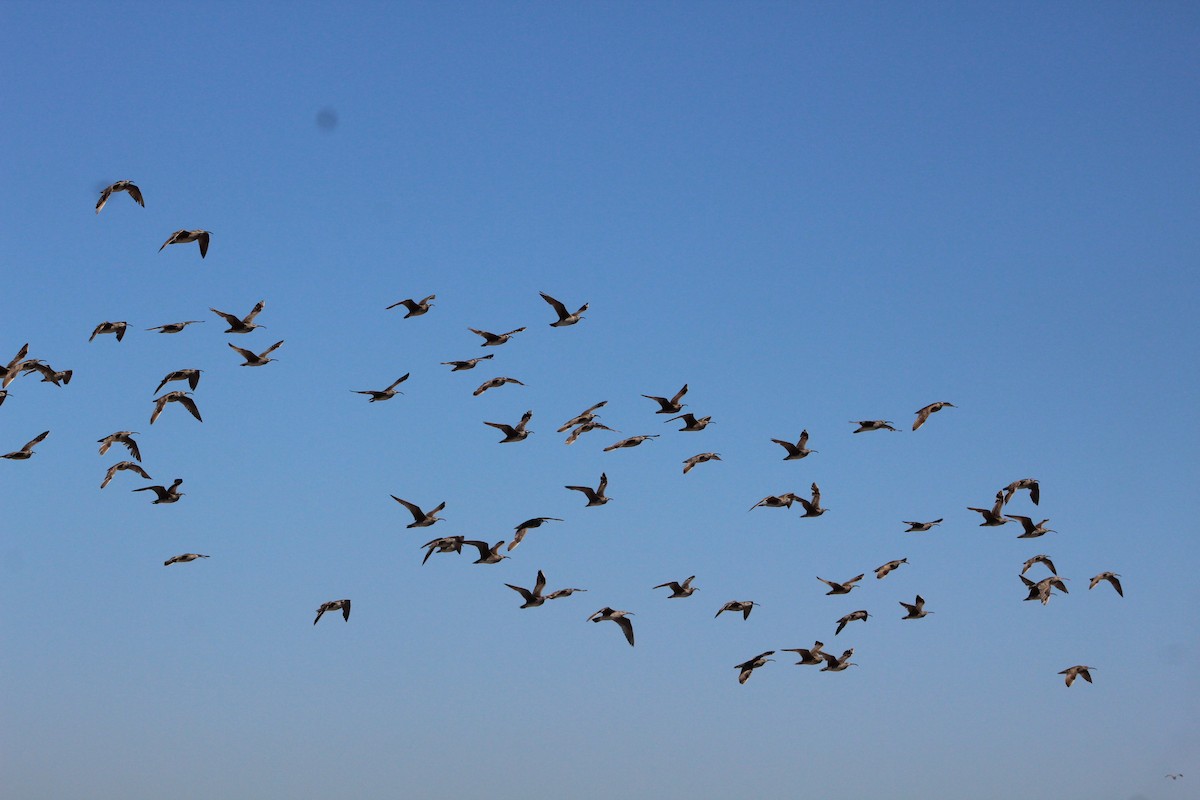 Hudsonian Whimbrel - ML627293546