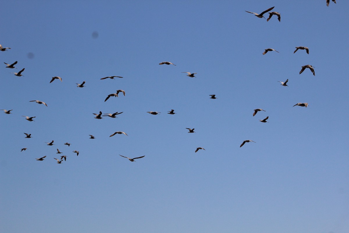 Hudsonian Whimbrel - ML627293576