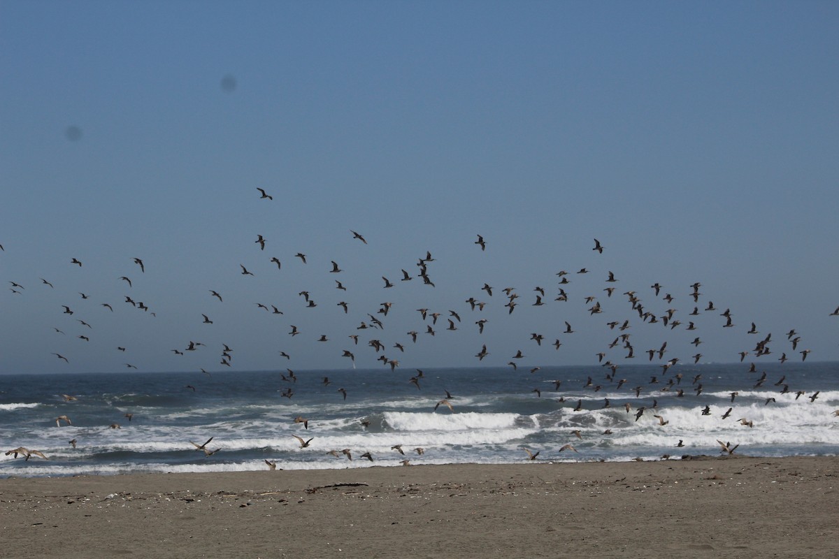 Hudsonian Whimbrel - ML627293577