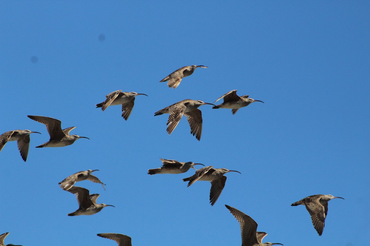 Hudsonian Whimbrel - ML627293578