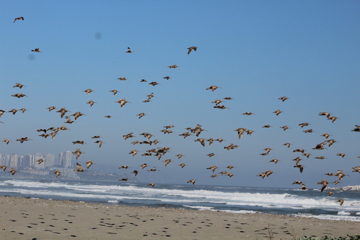 Hudsonian Whimbrel - ML627293579