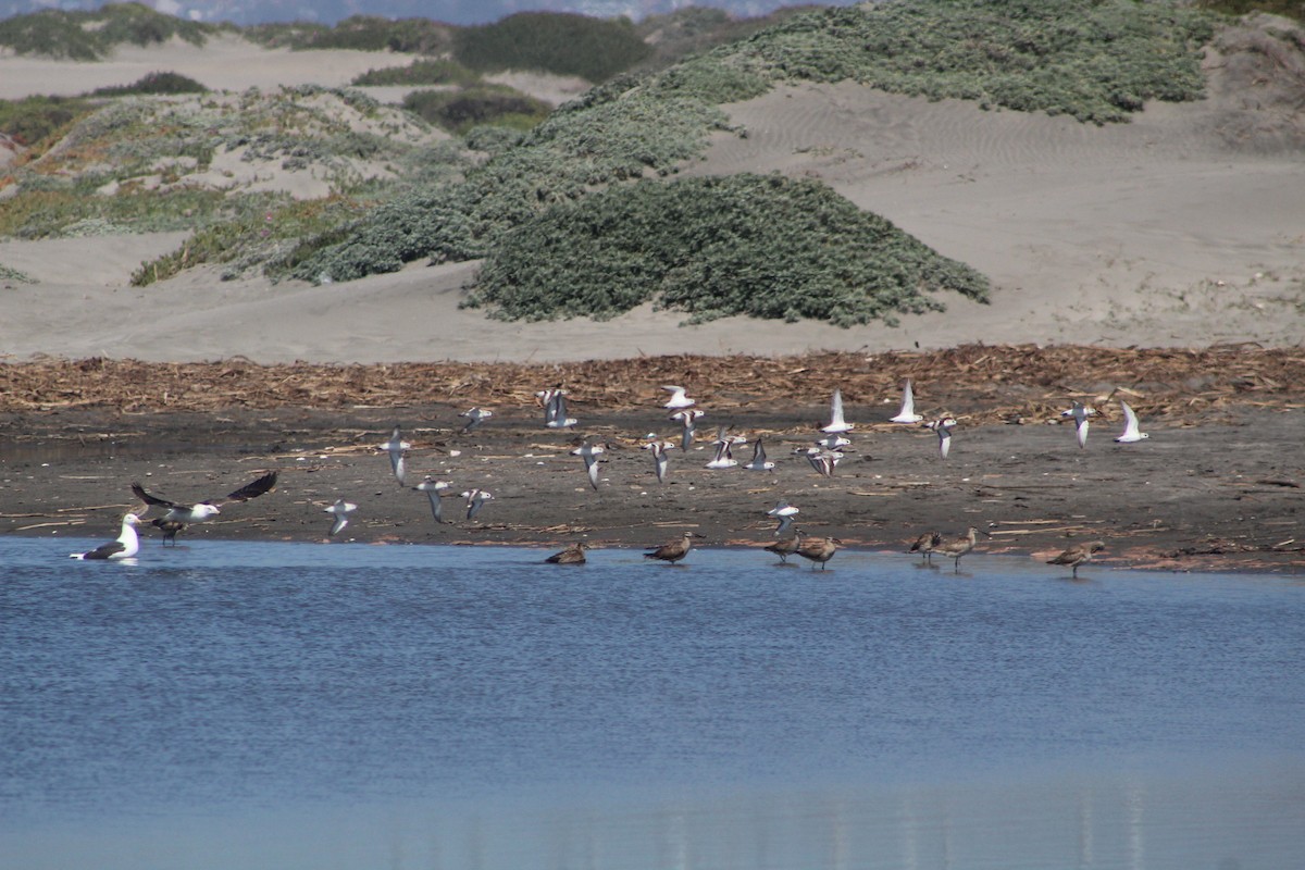 peep sp. - ML627293606