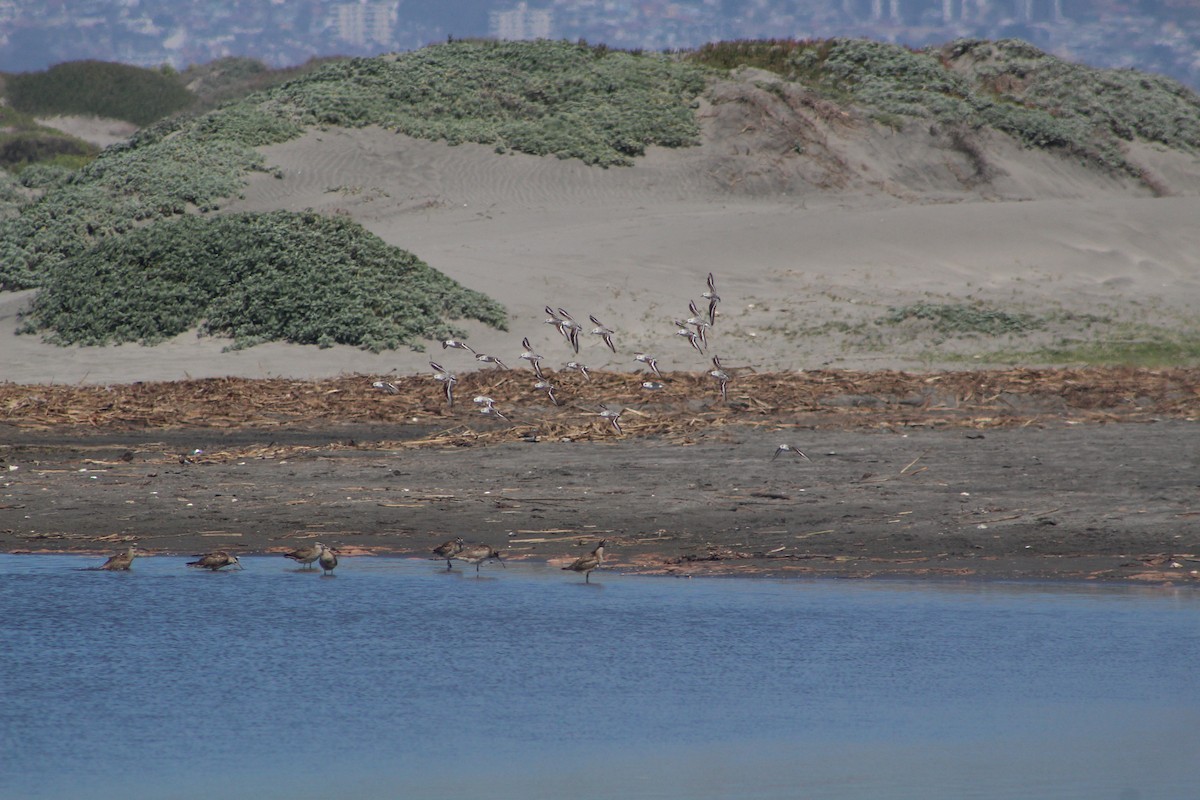 peep sp. - ML627293607