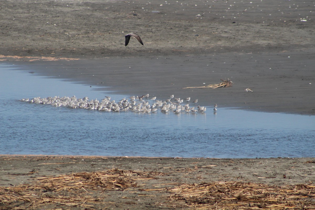 peep sp. - ML627293657