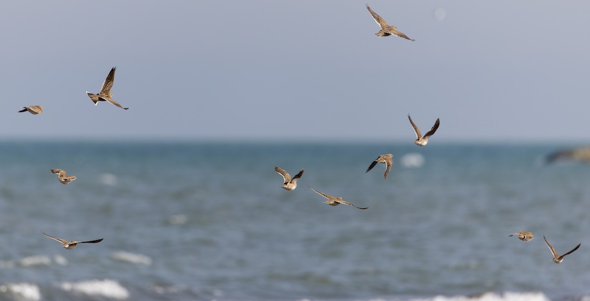 Calandra Lark - ML627293703