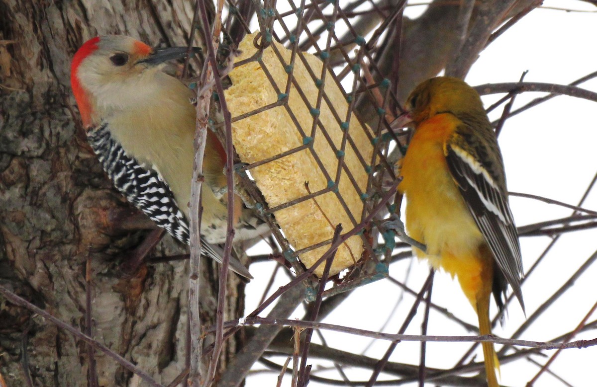 Baltimore Oriole - Judi Custard