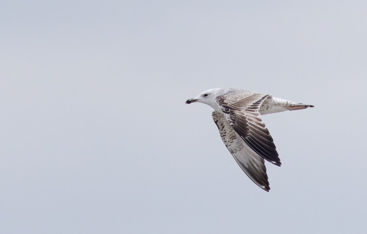 Caspian Gull - ML627293718
