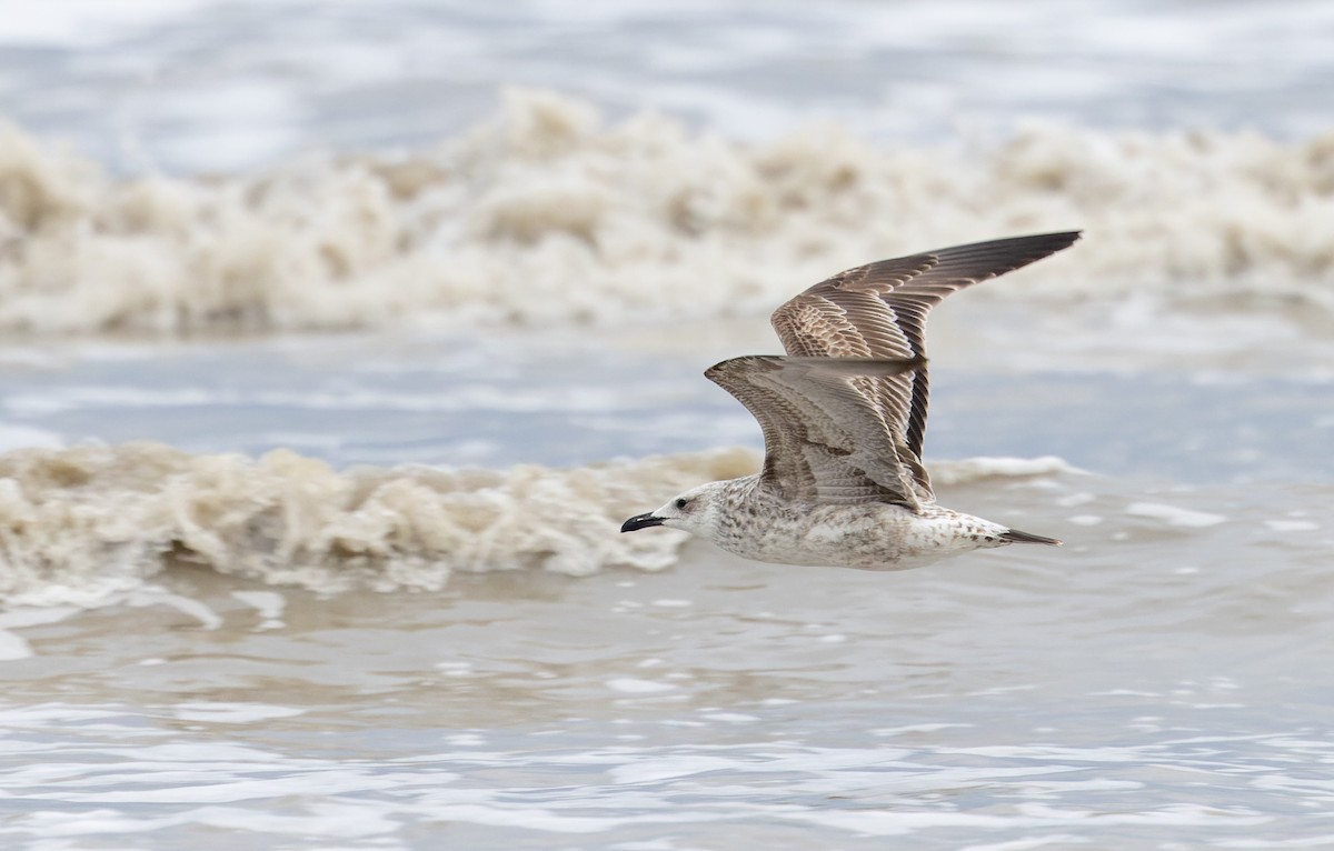 Caspian Gull - ML627293720