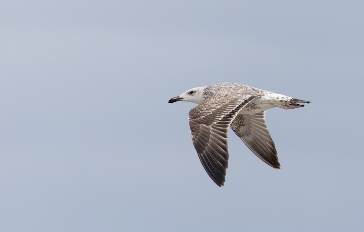 Caspian Gull - ML627293770