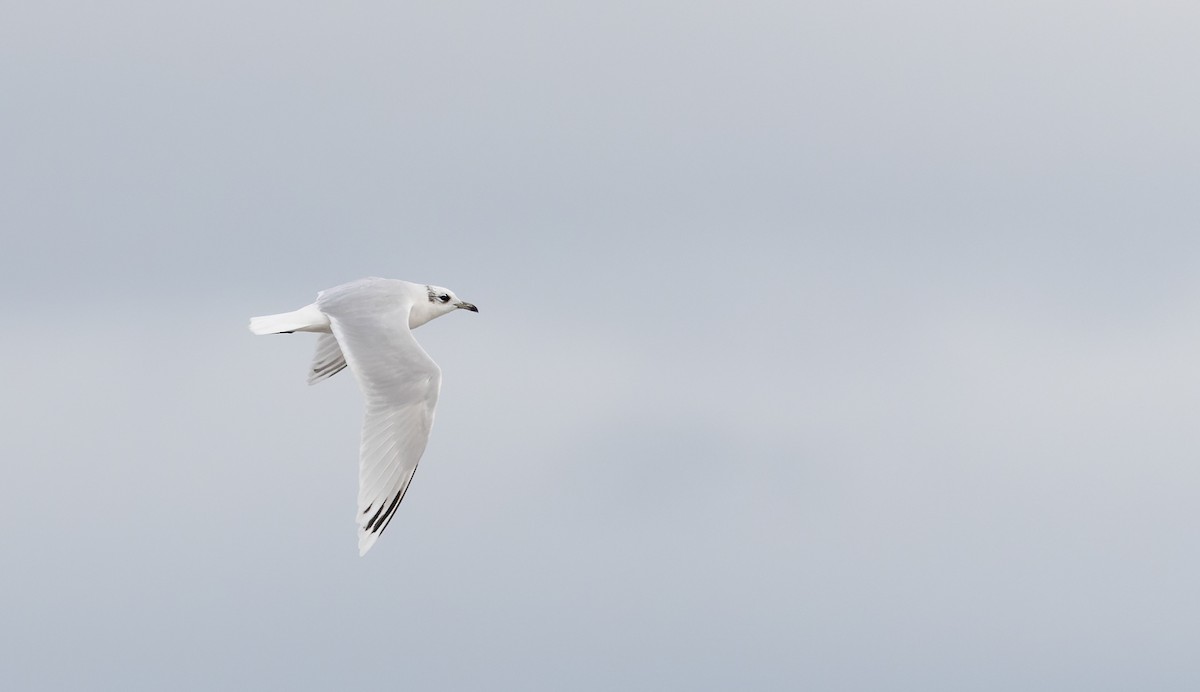 Mediterranean Gull - ML627293816