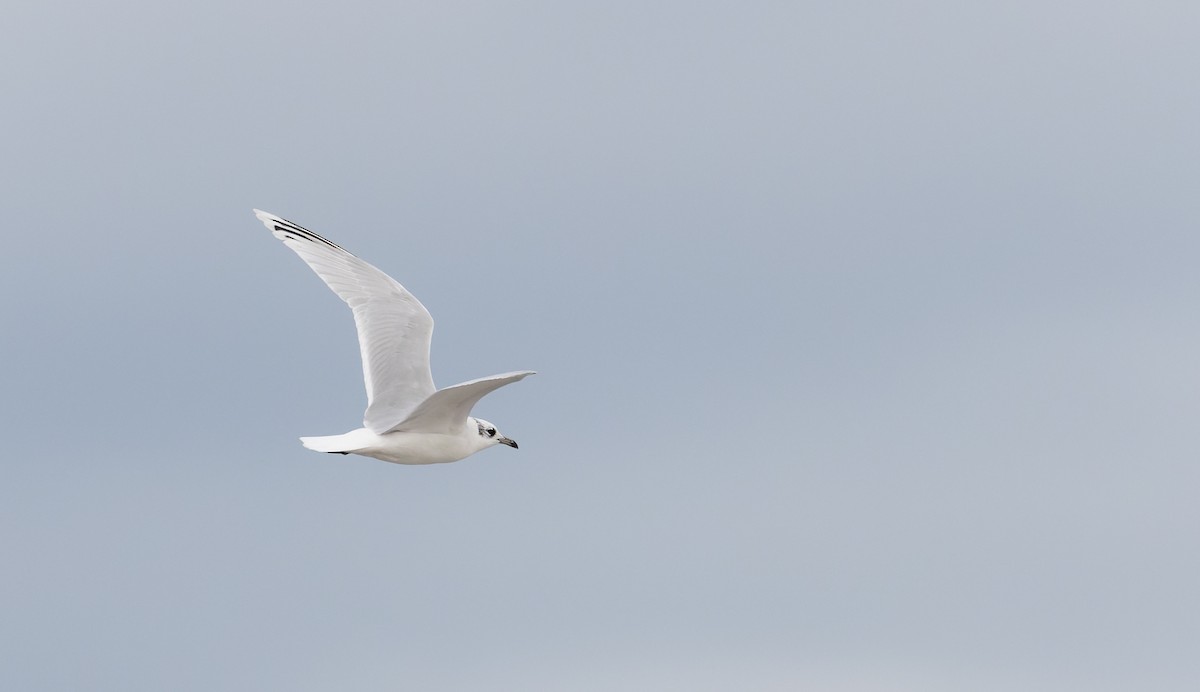 Mediterranean Gull - ML627293817