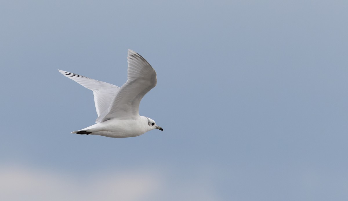 Mediterranean Gull - ML627293818