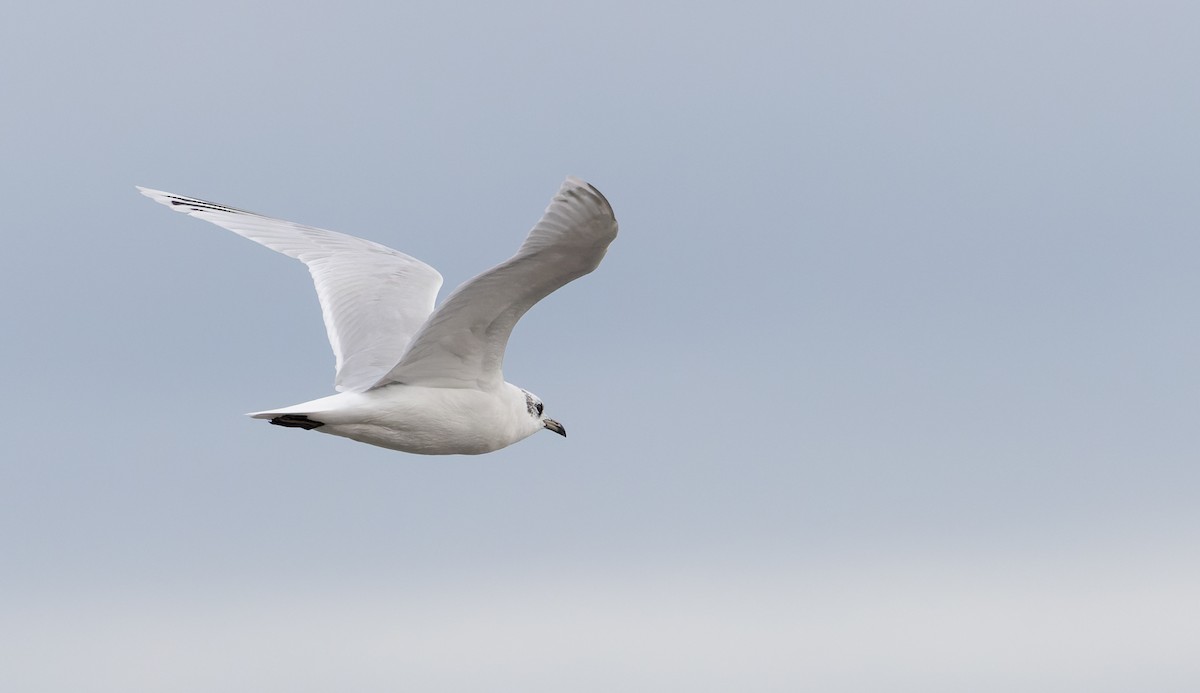 Mediterranean Gull - ML627293819