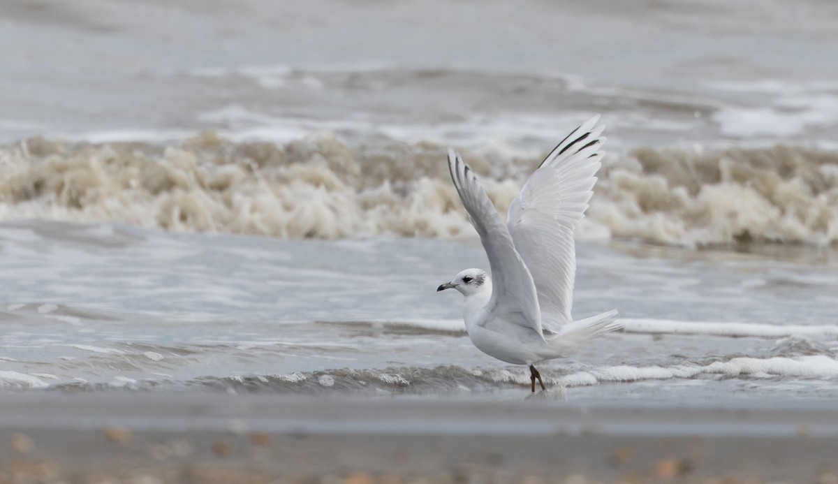 Mediterranean Gull - ML627293820