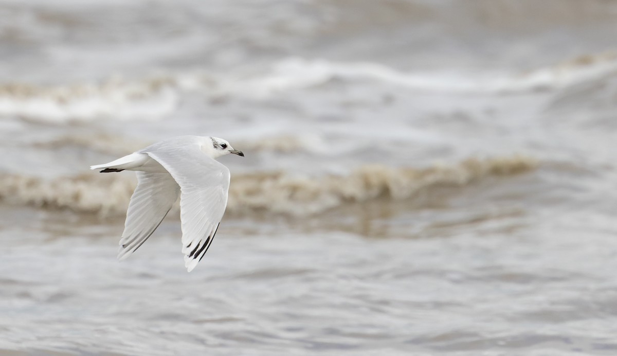 Mediterranean Gull - ML627293821