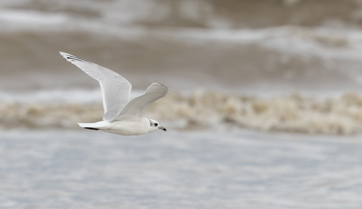 Mediterranean Gull - ML627293822