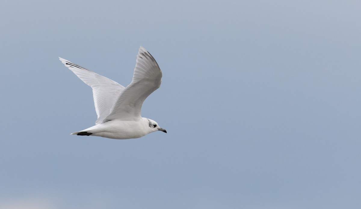 Mediterranean Gull - ML627293823