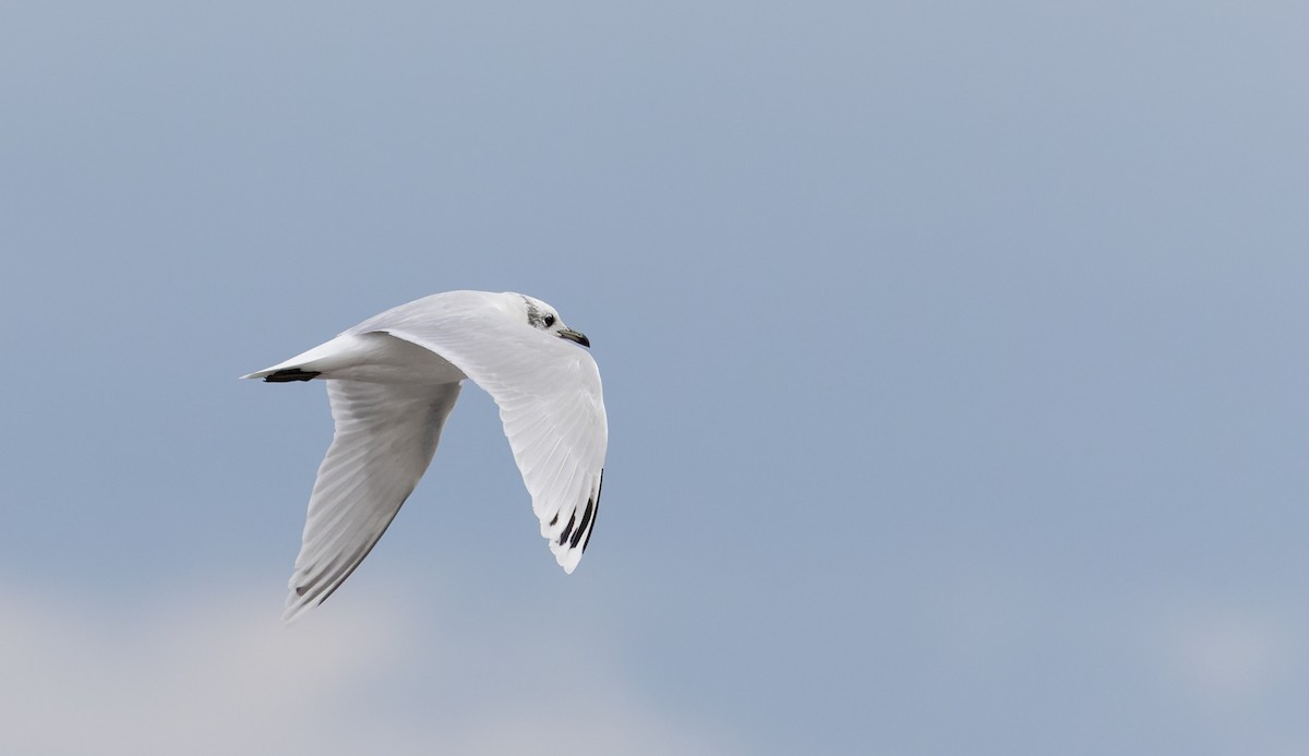 Mediterranean Gull - ML627293824