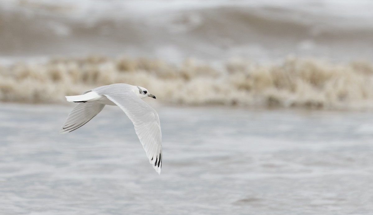 Mediterranean Gull - ML627293825