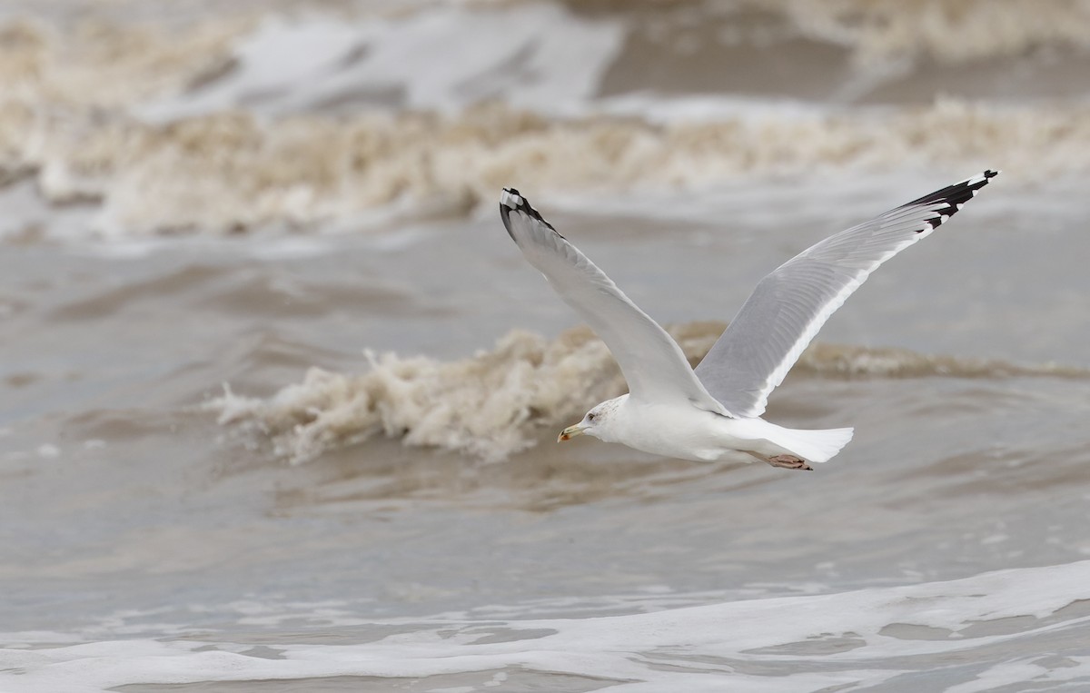 Caspian Gull - ML627293843