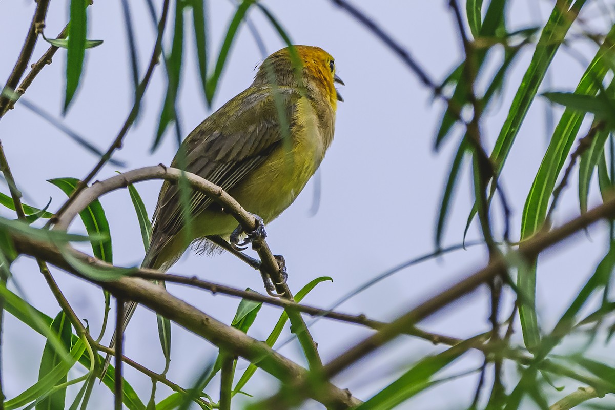 Orange-headed Tanager - ML627293860