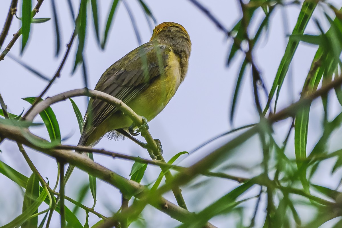 Orange-headed Tanager - ML627293861