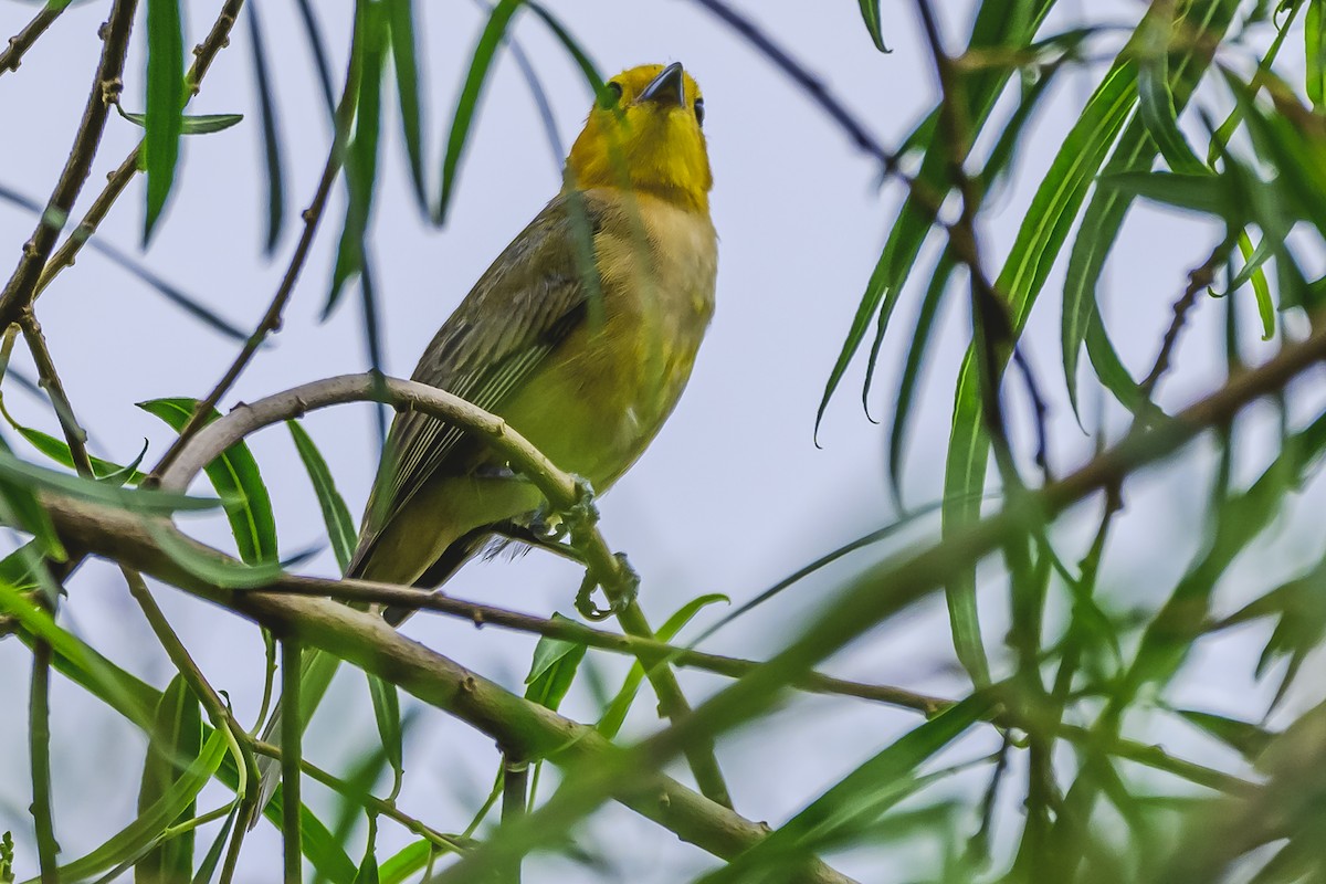 Orange-headed Tanager - ML627293863