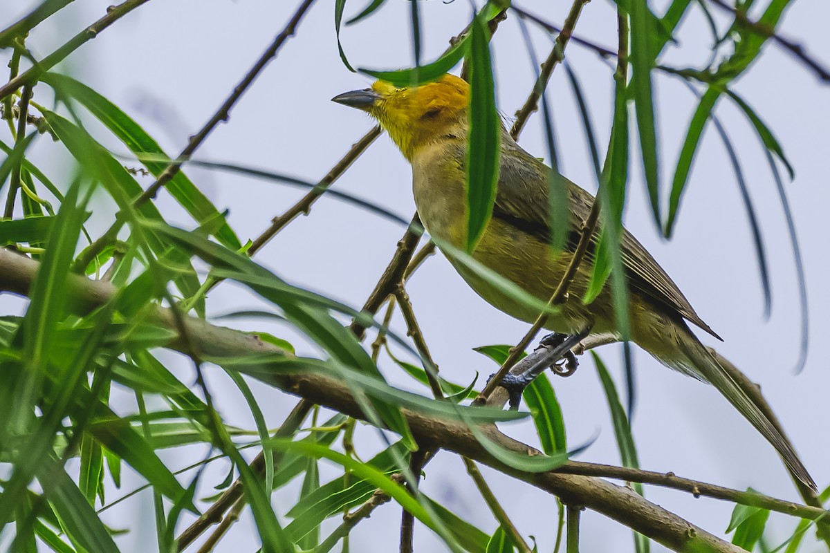 Orange-headed Tanager - ML627293866