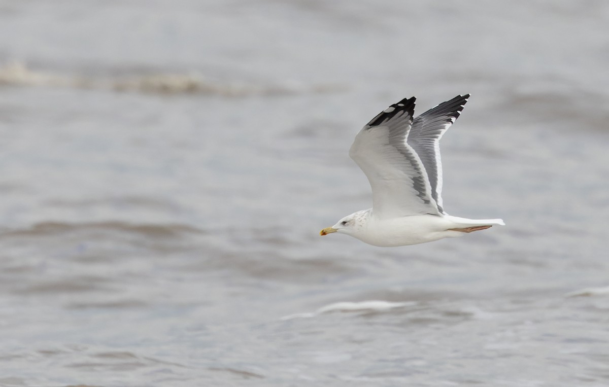 gull sp. - ML627293884