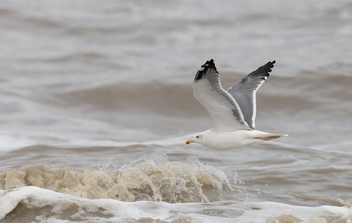 gull sp. - ML627293885