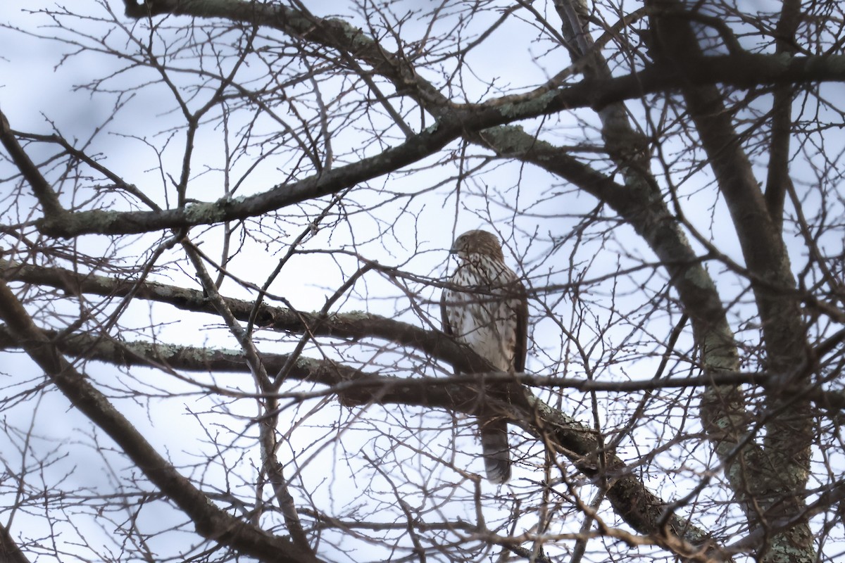 Cooper's Hawk - ML627293908