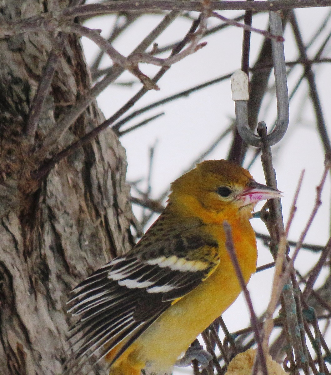 Baltimore Oriole - ML627293909