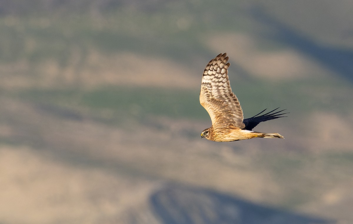Hen Harrier - ML627293943
