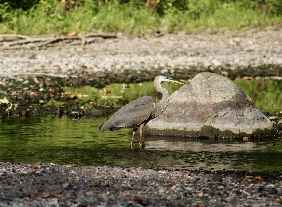 Great Blue Heron - ML627293965