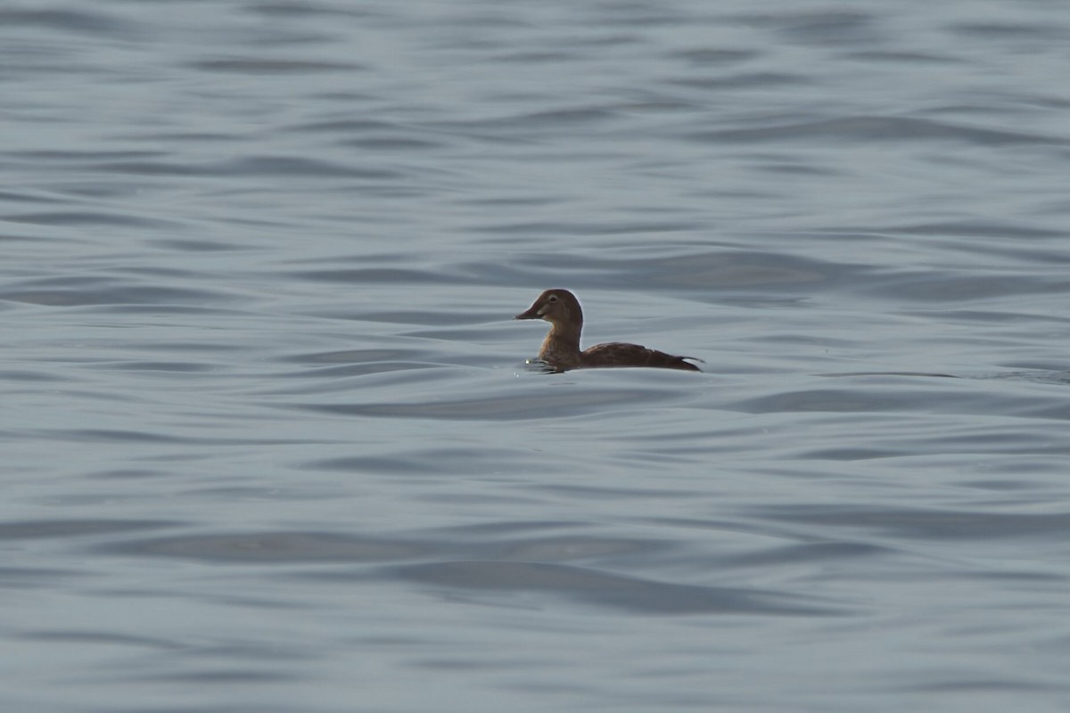 King Eider - ML627293981