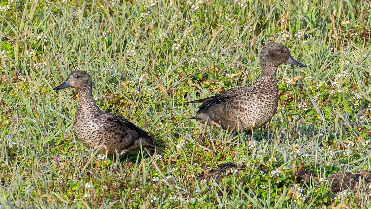 Andean Teal - ML627293987