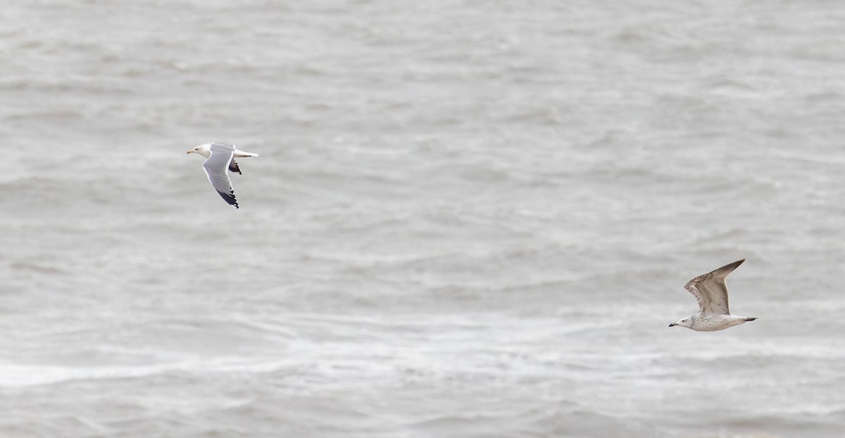 Caspian Gull - ML627293990